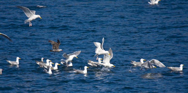 Glaucous-Winged And Heermans Gulls